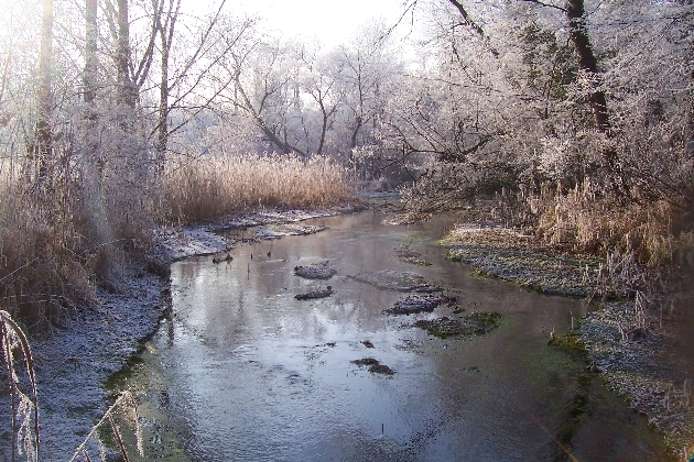 Bild 022.jpg - Winter im Naturschutzgebiet Taubergießen beim Europa-Park Rust